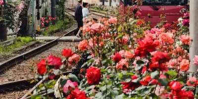 五月東京小眾遊·薔薇季坐百年電車穿梭花海