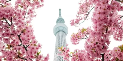 東京晴空塔櫻花季超夯拍照景點＋最佳取景位置
